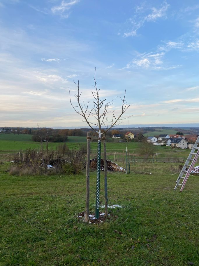 ...nach dem Erziehungsschnitt